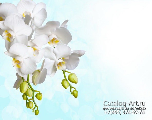 картинки для фотопечати на потолках, идеи, фото, образцы - Потолки с фотопечатью - Белые орхидеи 56
